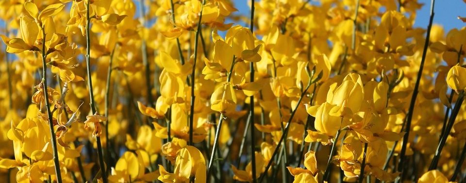 healing-arts healing-arts