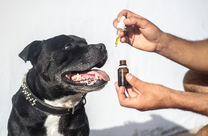 CBD Oil for pet