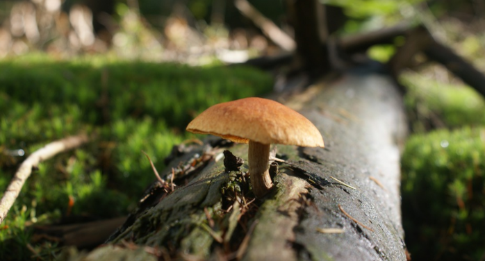 Magic Mushroom
