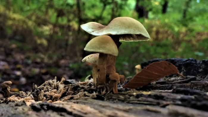 Mushroom