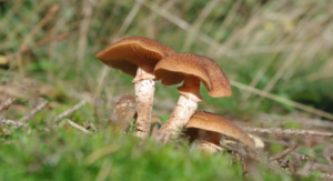mushroom magic