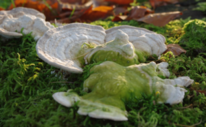 mushroom